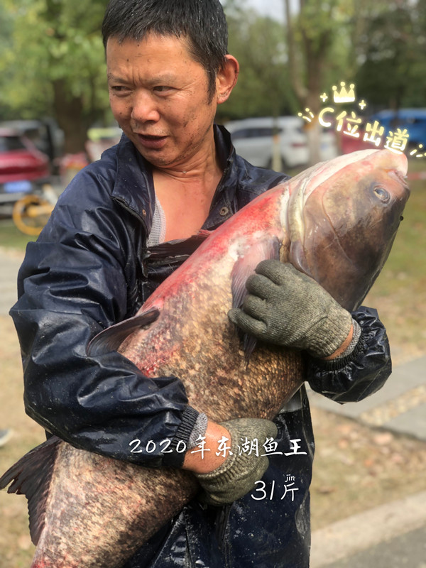 1605839750199046018.jpg 鱼王 31斤_副本.jpg